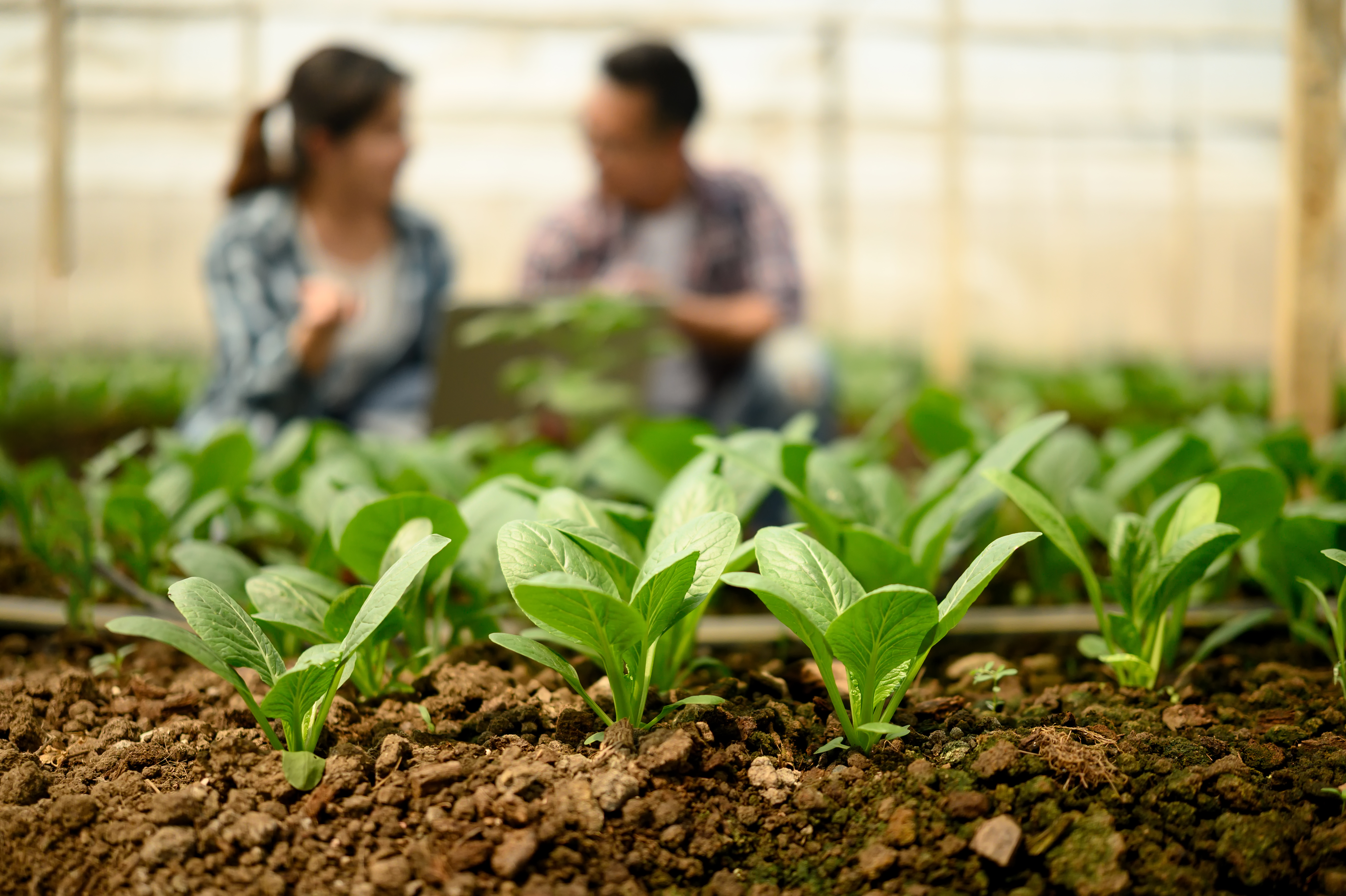 Alimentos honestos