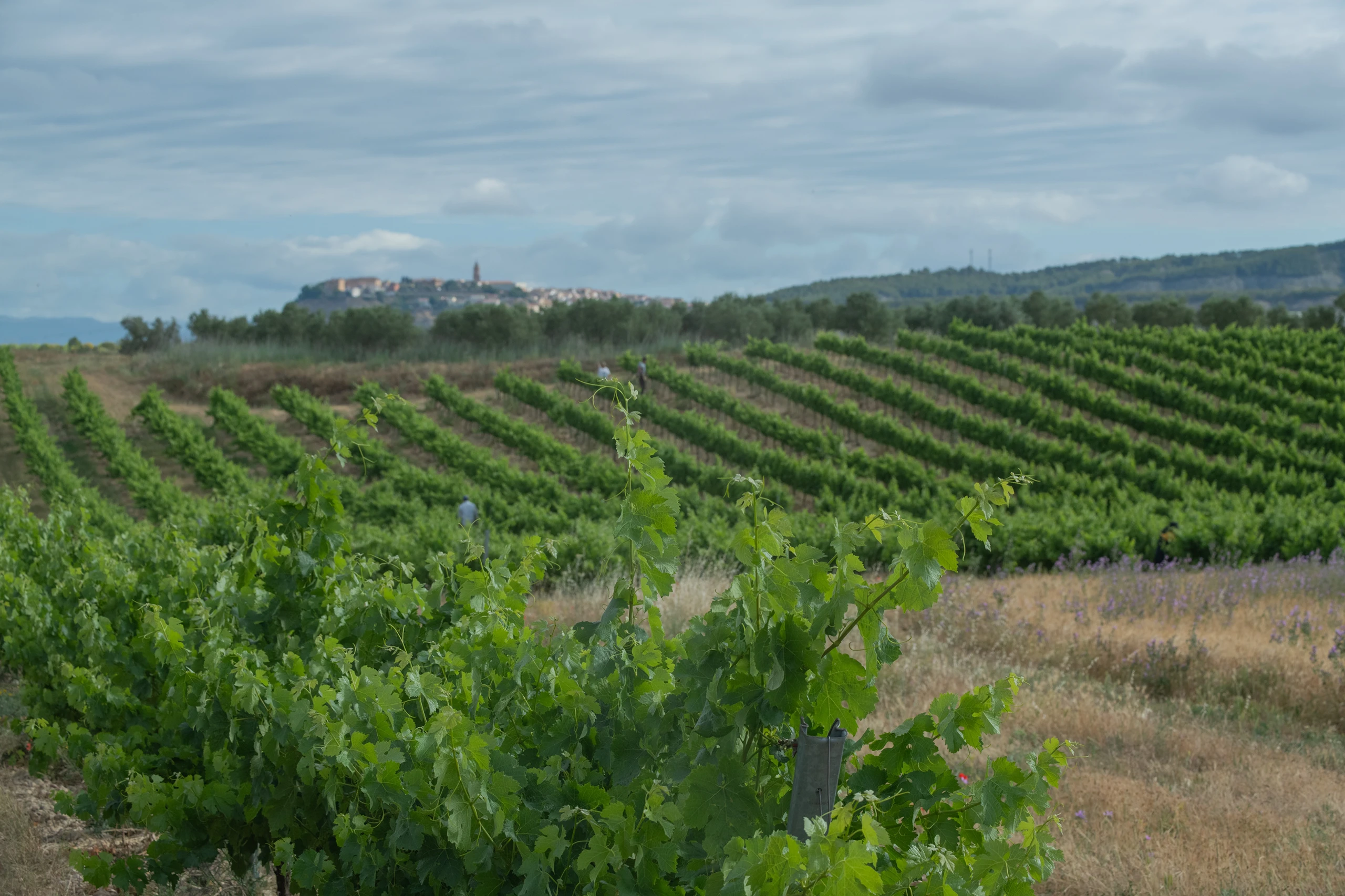 Foto 9 - Bodega y Vi&ntilde;edos Alconde