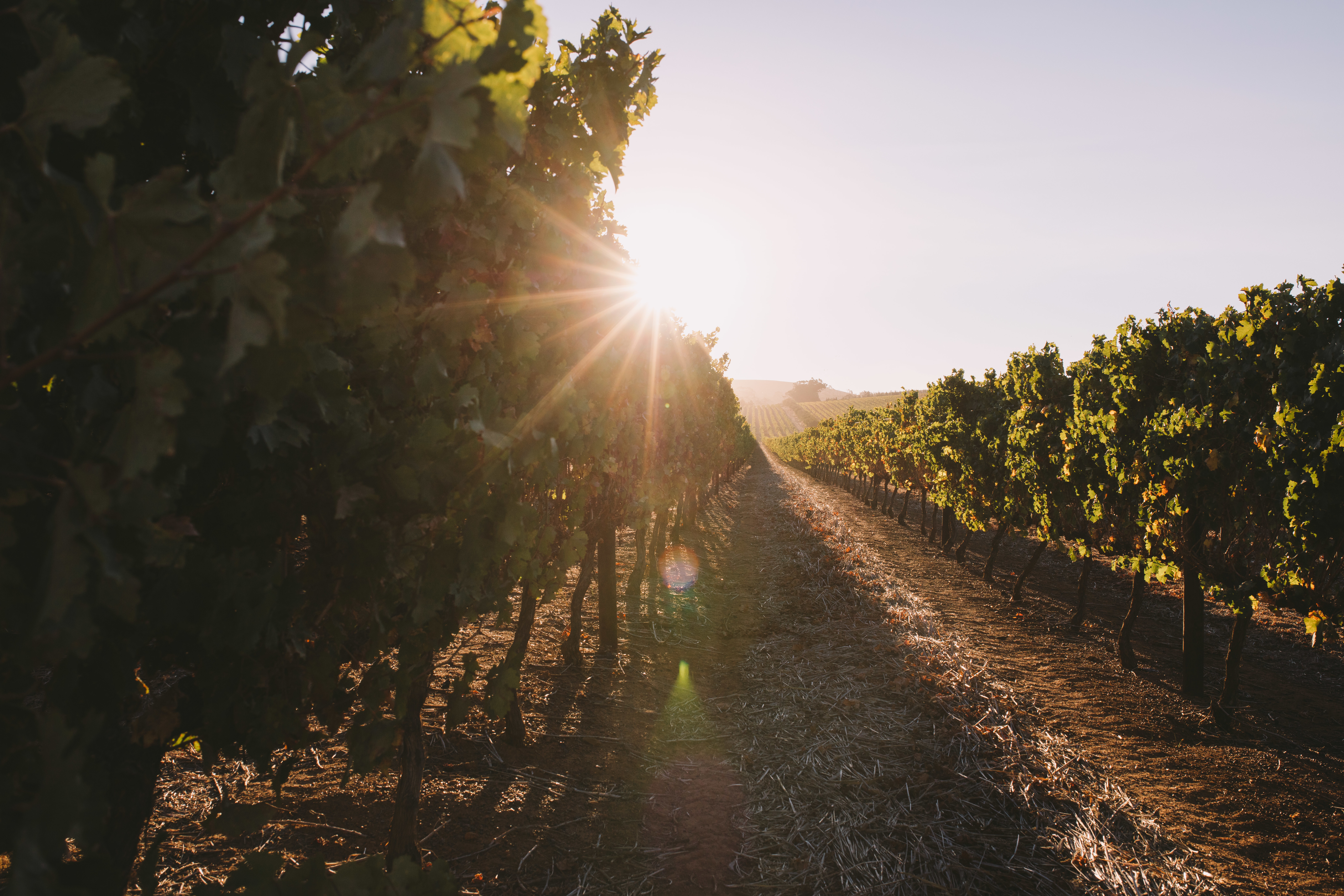 Vinos y aceite con identidad