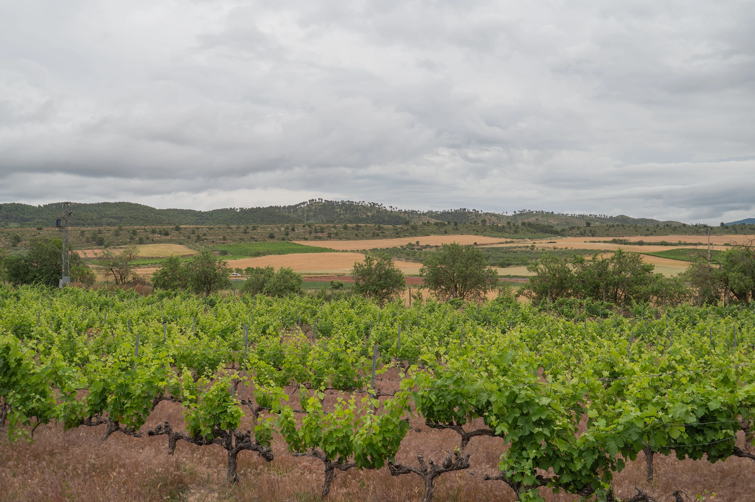 Foto 17 - Bodegas y Vi&ntilde;edos Alzania