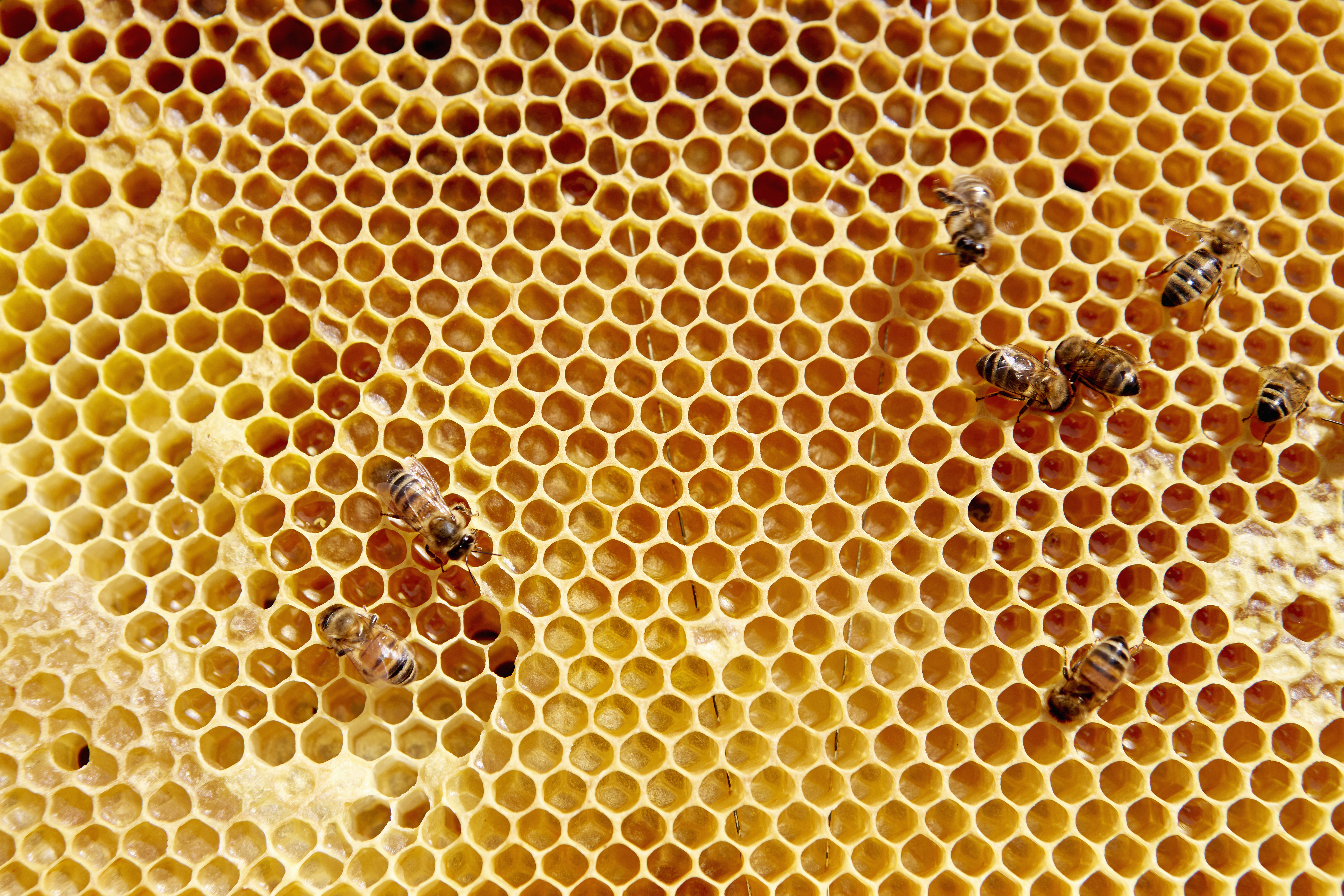 Apicultura en armon&iacute;a con la naturaleza