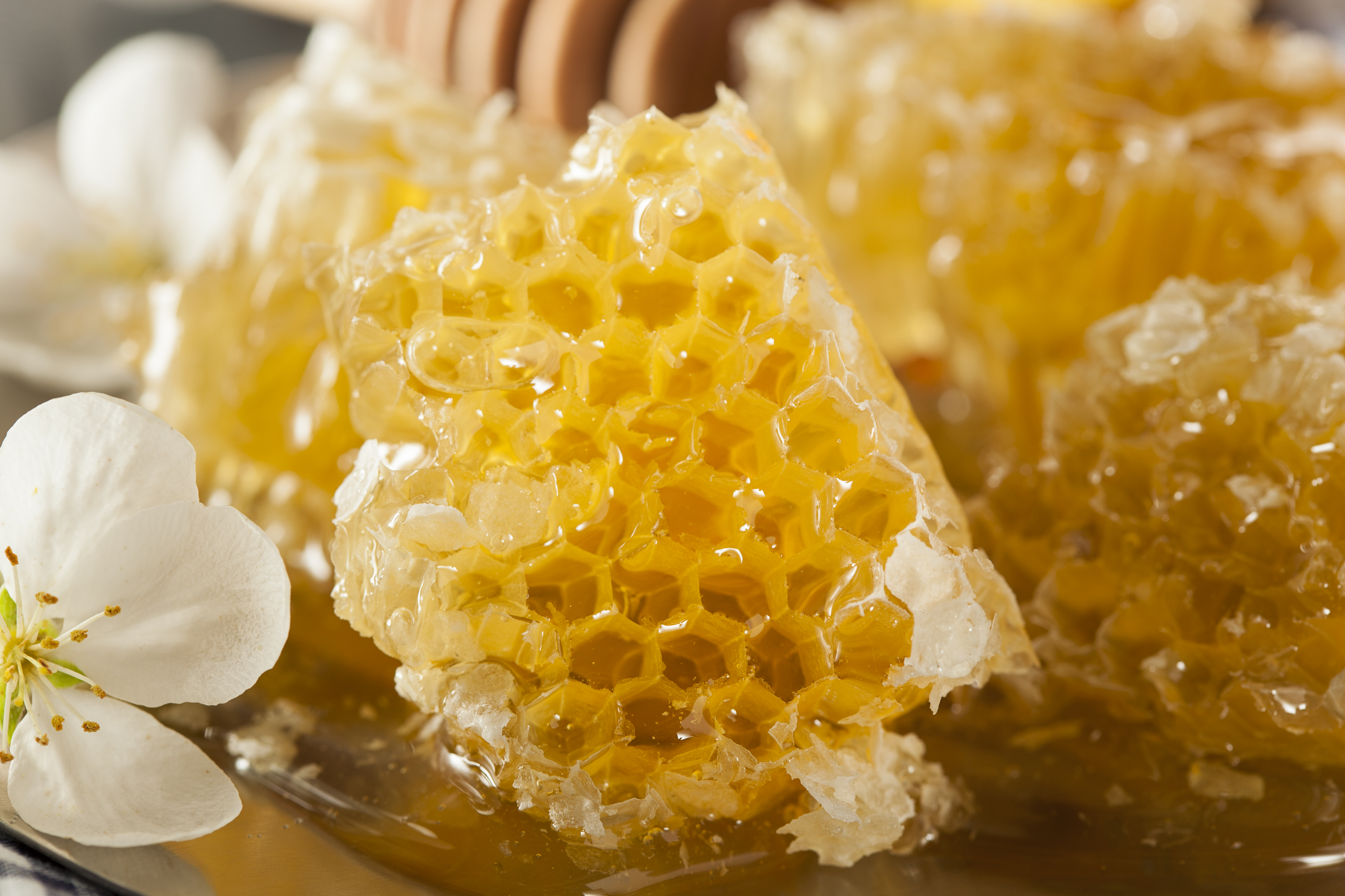 Visitas que acercan el mundo de las abejas