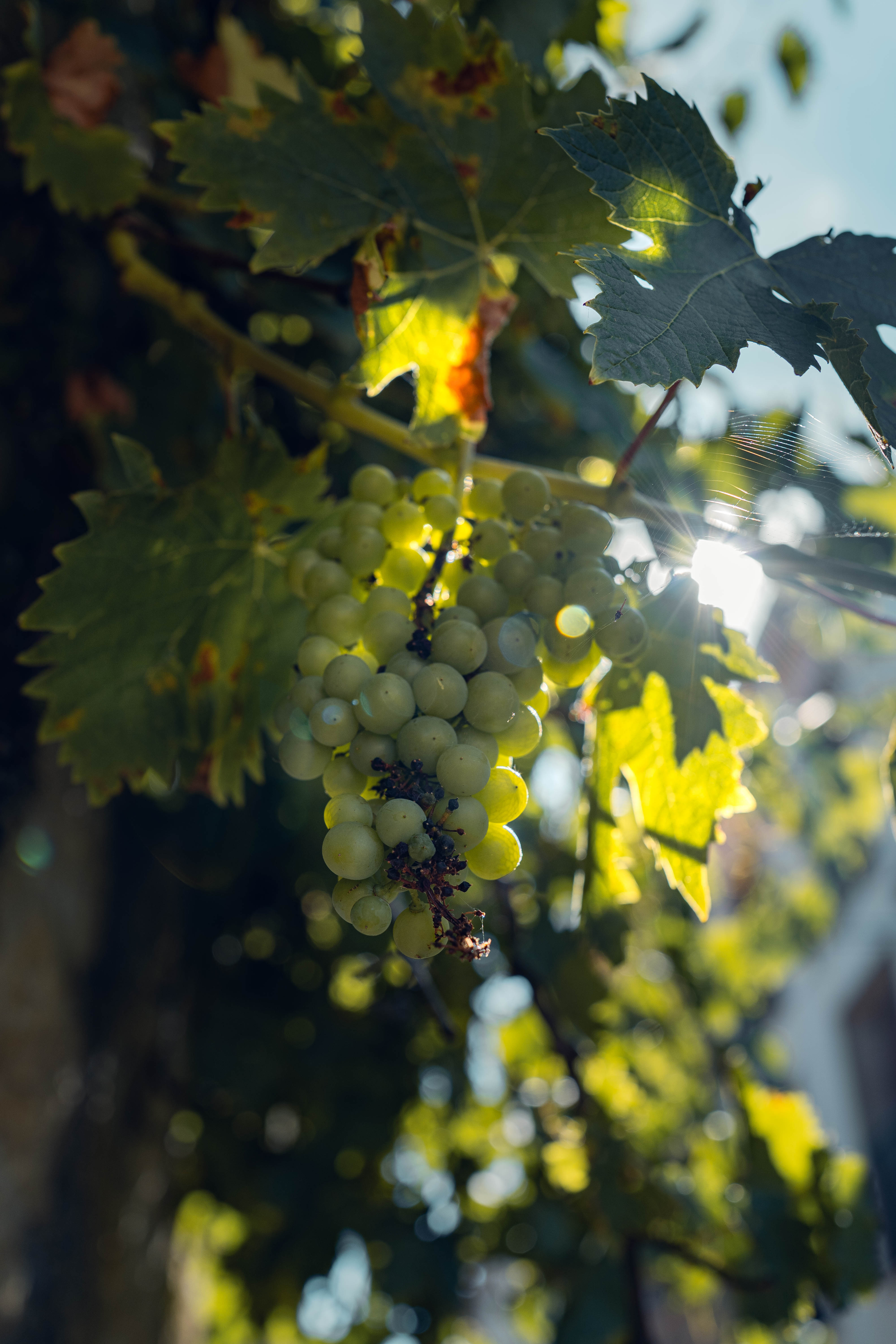 Ruta del vino de Navarra