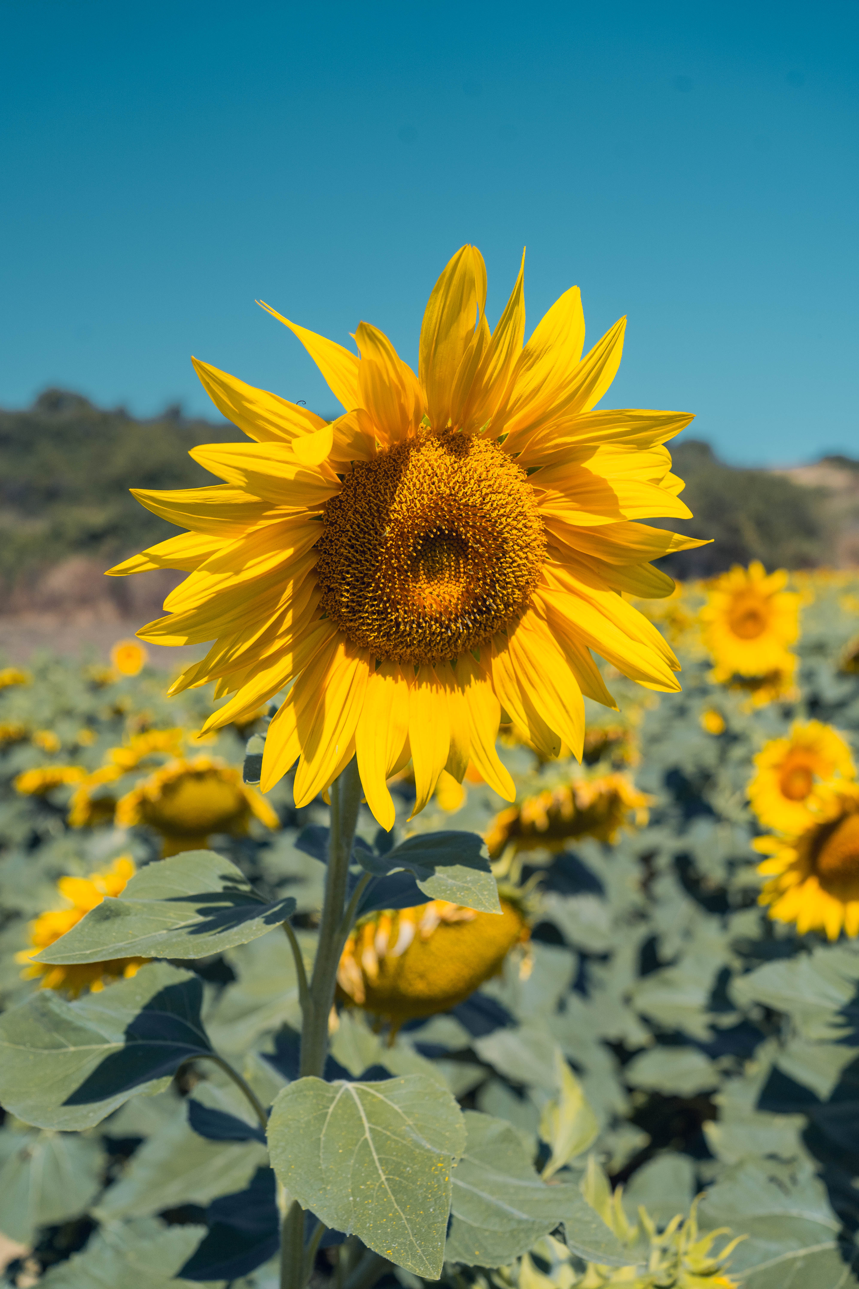 Campo de girasoles en Tierra Estella